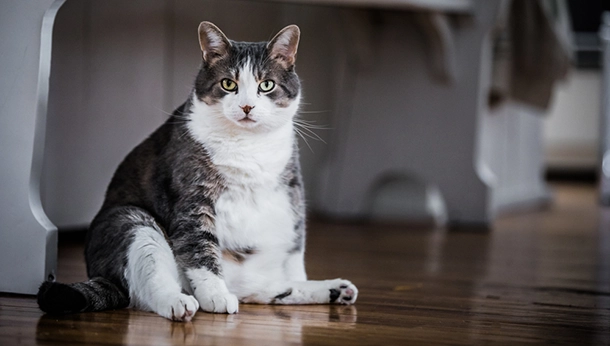 Is My Pet Overweight?