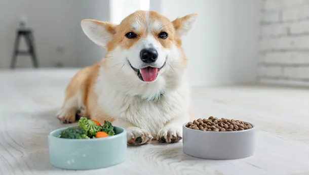What Kinds of Fruits and Veggies Can My Pet Eat?