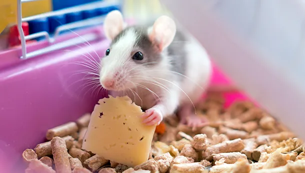 Preventative Care in Rats