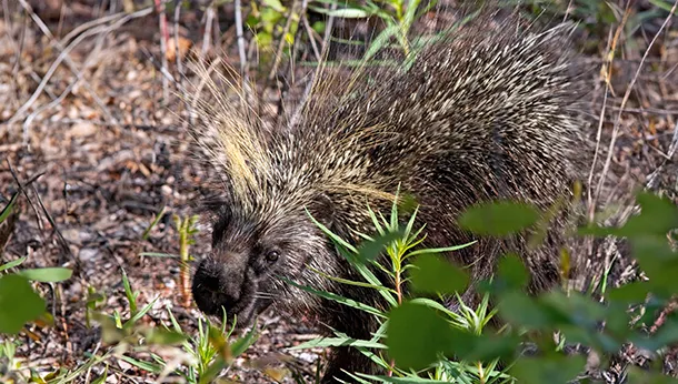 What if your dog is attacked by a porcupine?