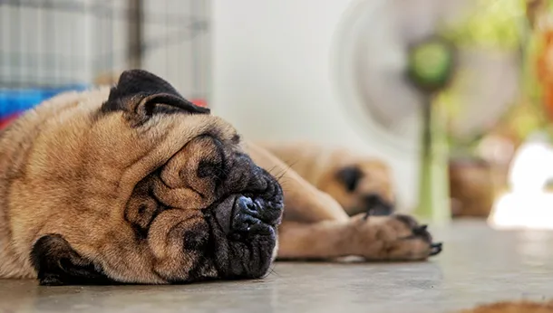 How to Tell If Your Pet Is Overheated: What to Do About It
