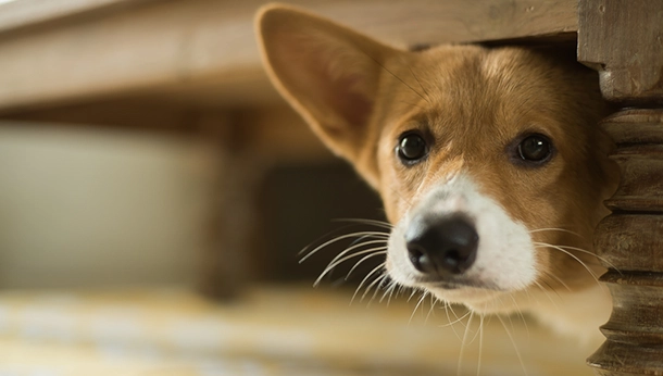 Petrified Pups and Frightened Felines: Understanding Noise Aversion in Pets