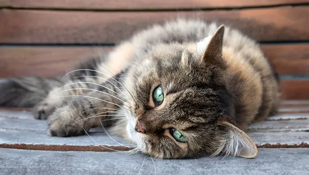 Tips for Caring for Senior Cats