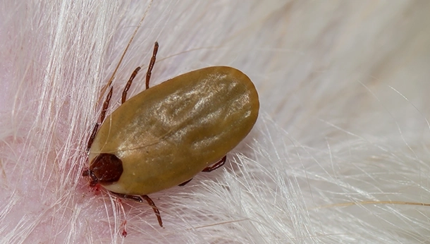 Ticks and Your Pets