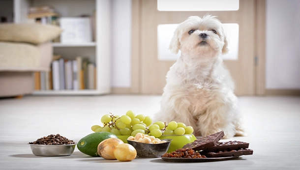 Safe and Dangerous Food for Pets