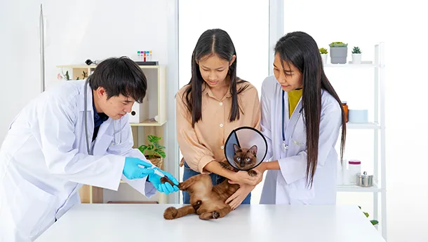 How to Become a Veterinarian in Six Easy Steps
