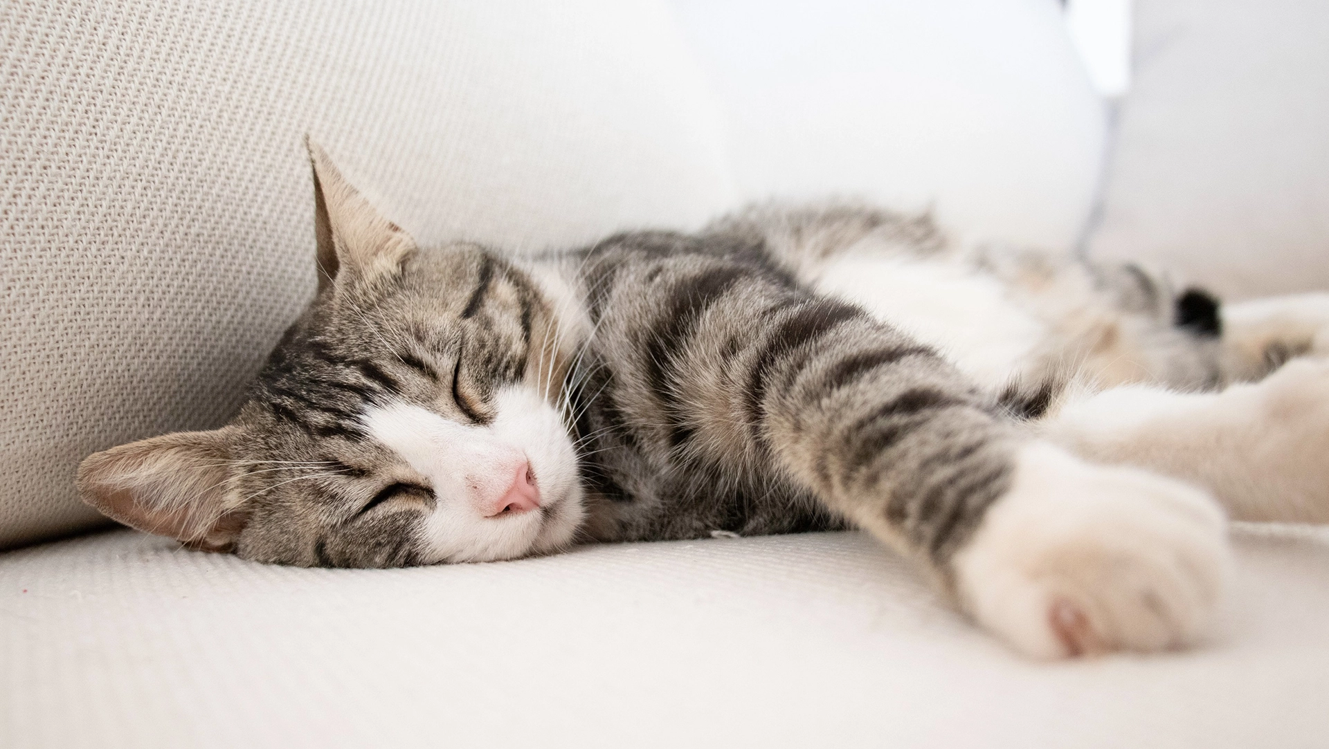 Indoor Cat Owner’s Guide to Feline Bliss