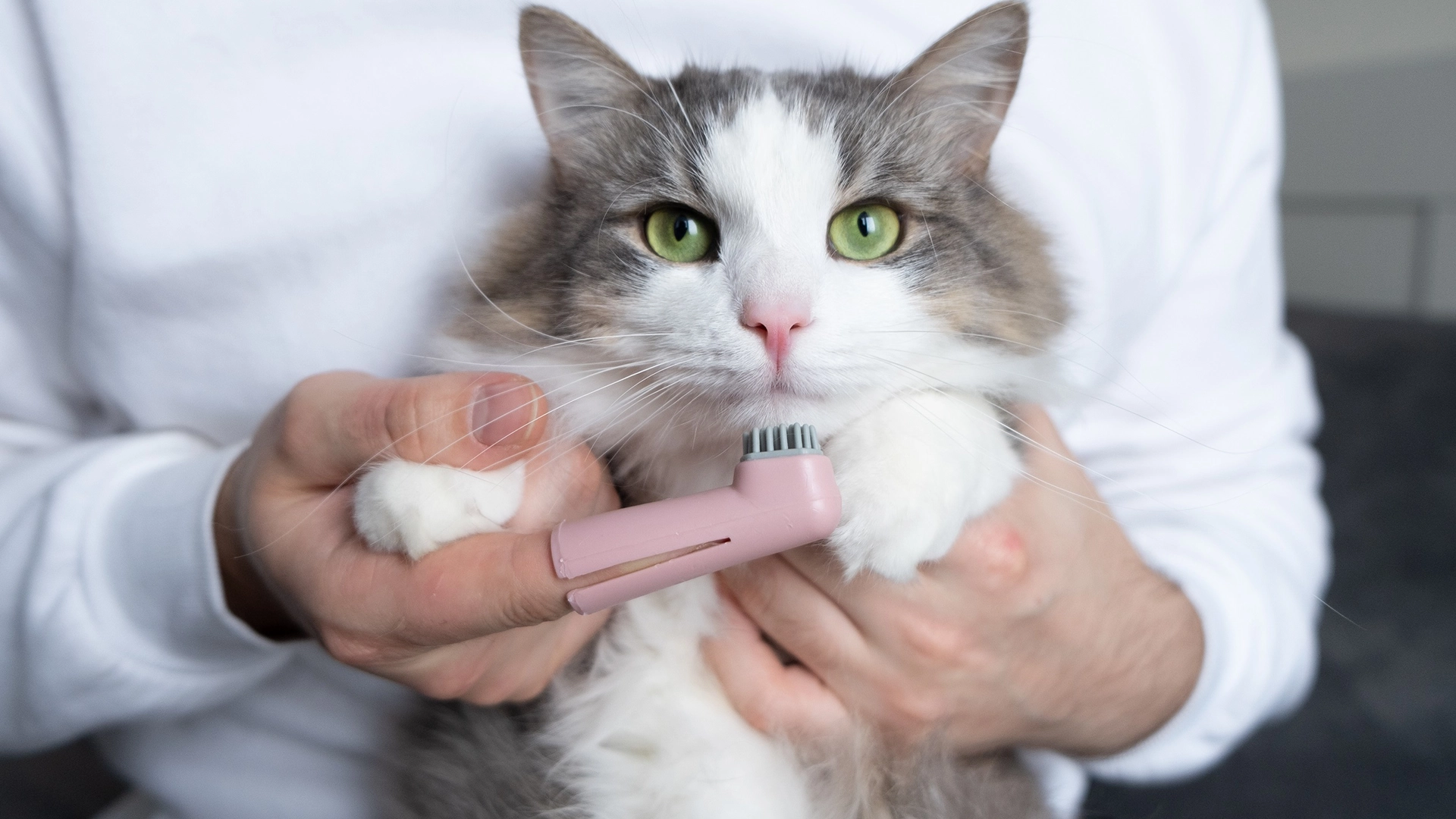 Top 3 Signs your Cat May Need Dental Attention