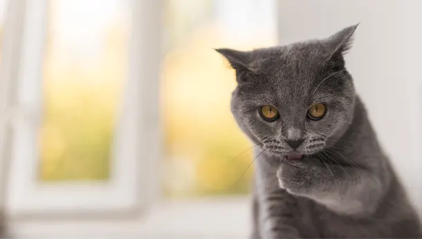 A Cat Owner’s Guide to Feline Arthritis