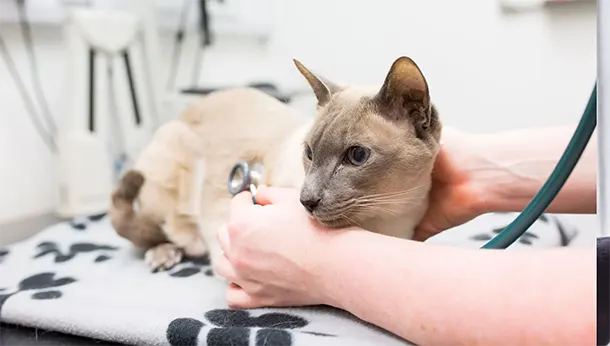THE COMPLETE CAT HEALTH CARE GUIDE FOR EVERY LIFE STAGE