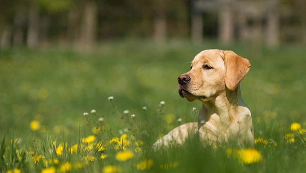 Why does my dog eat grass? Unraveling the grass-munching mystery