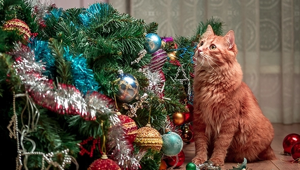 Cat Safety for the Holidays