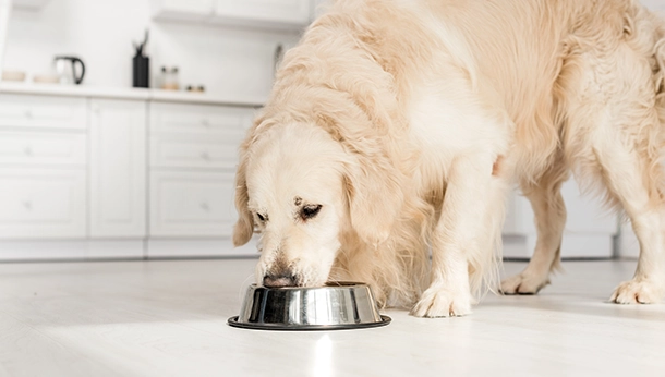 Dog Foods and Heart Disease