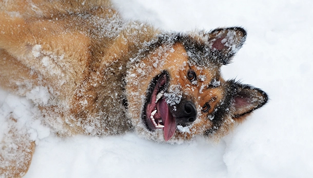 Pet Safety During Winter