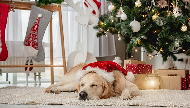 Christmas Hazards for Your Dog