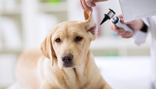 Ear Mites in Cats and Dogs