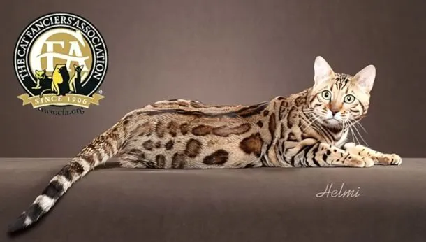 Meet the Breed – Bengals