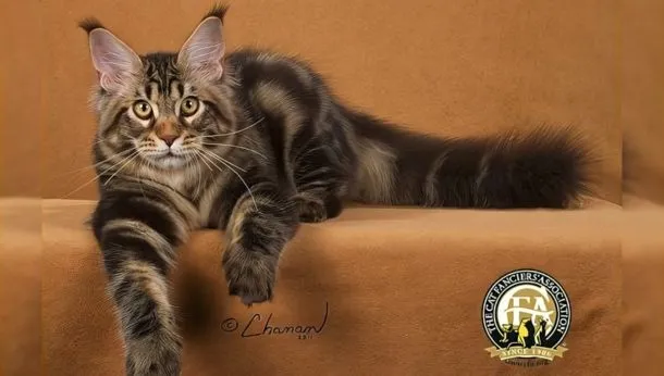 Meet the Breed: Maine Coon