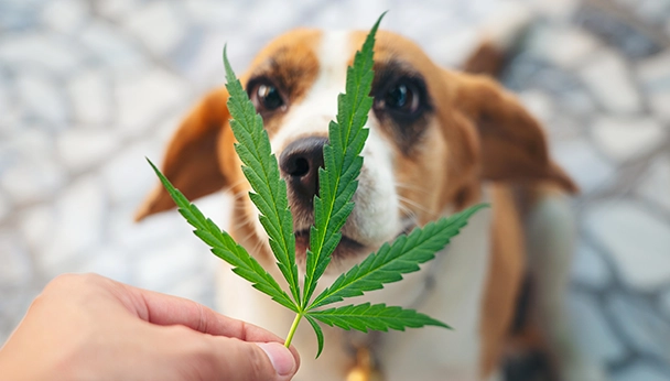 Cannabis and Your Pet