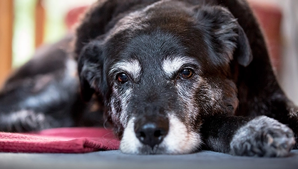 Senior Dogs: What to Watch For