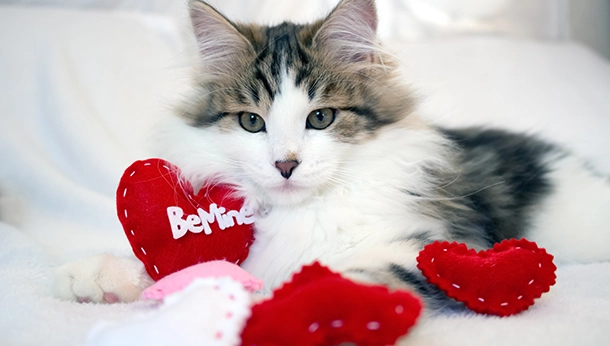 Valentine’s Safety For Pets