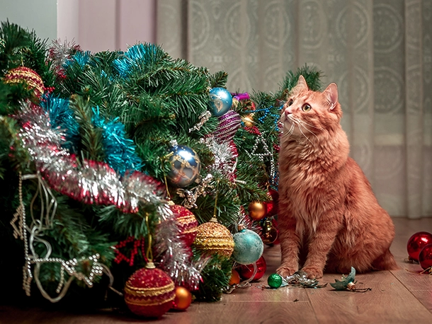 Holiday Safety Tips for Cats