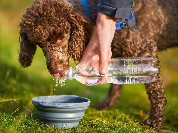 Prevent Heatstroke in Pets