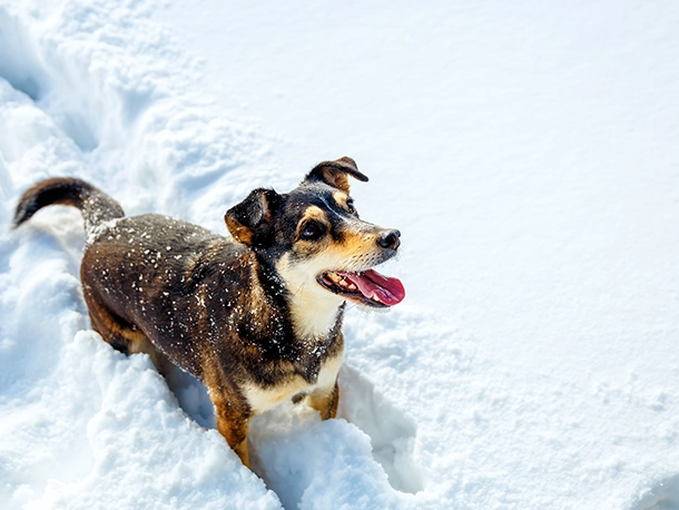 Caring for Your Pet in Winter