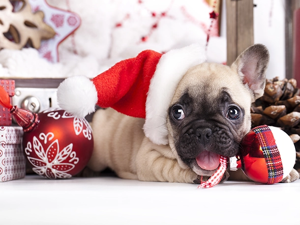 Dog-Proof Your Christmas