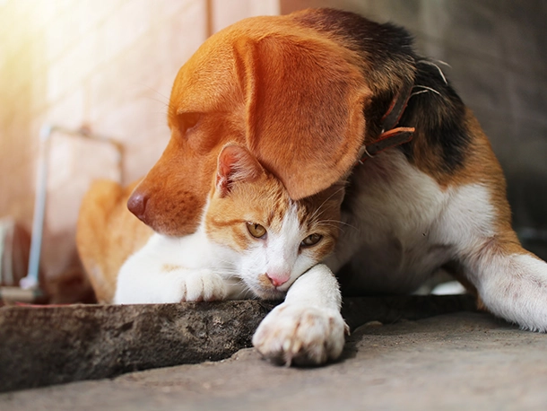 Pain in Cats and Dogs