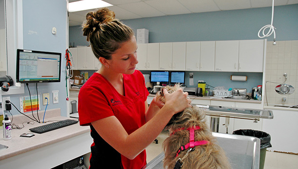 8 reasons to choose an AAHA-Accredited veterinary practice for your pet