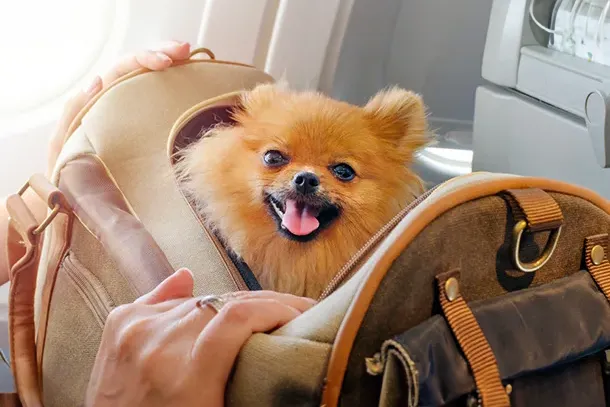 Guidelines for Dogs Traveling into the USA