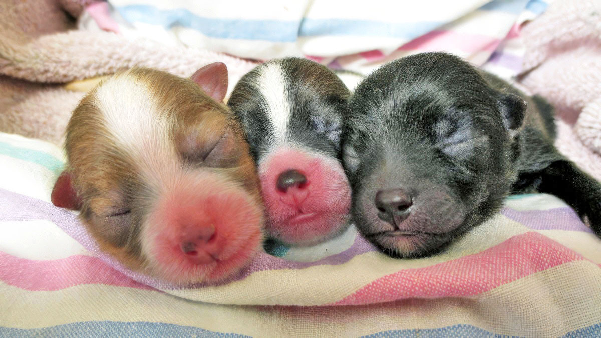 Puppies after C section