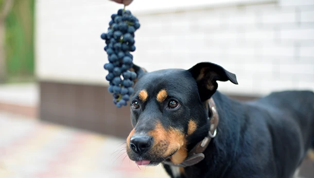 Grapes - A Toxin for Dogs
