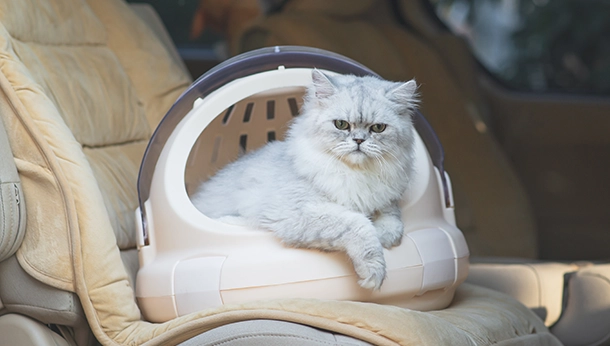 One of the most frequently cited barriers to vet visits is difficulty getting cats into their carrier.