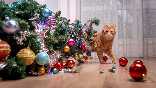 Holiday Dangers for Cats