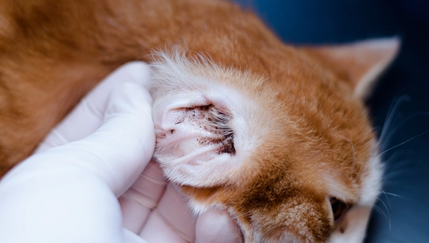 Treating Cat and Dog Ear Mites