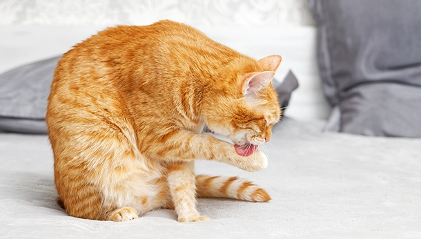 Licking, more than grooming?