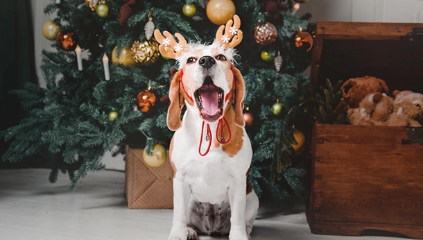 Top 10 Dog Christmas Dangers