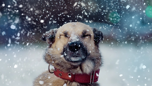 Keep Your Pet Safe This Winter