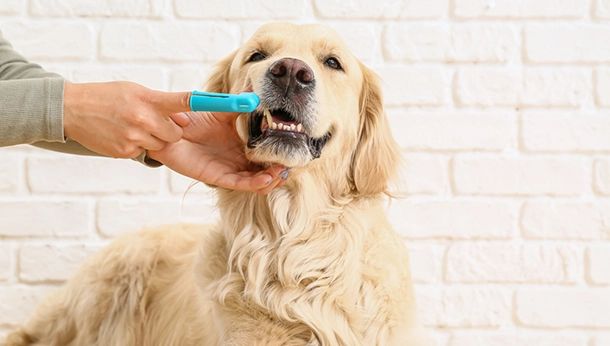 Pet Oral Care at Home