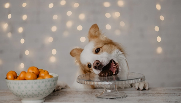 Holiday Foods Harmful to Pets
