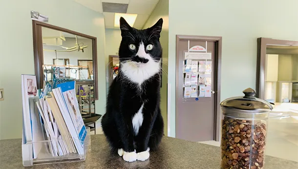 Groucho – the Clinic Cat