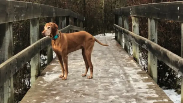 The Mysterious Case of Sammy, the Vizsla