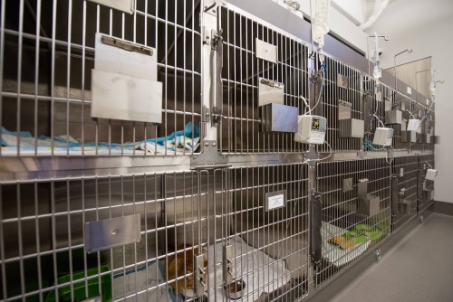 Kennels