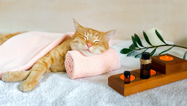 How do essential oils affect your pet's health?