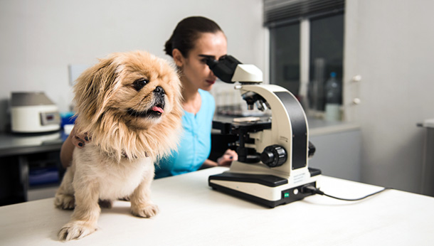 October is Registered Veterinarian Technician (RVT) Month