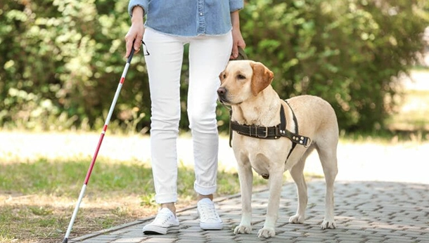 Emotional Support Animals