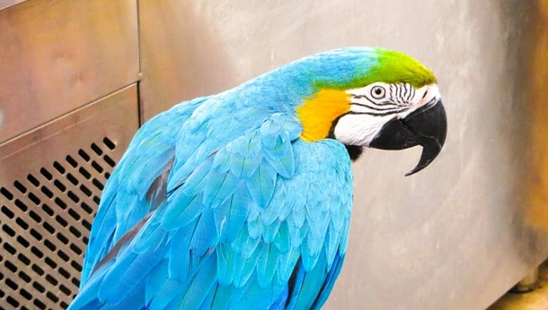 Reflections on a Parrot’s Beak Surgery