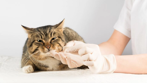 Hyperthyroidism in Cats by Erin, RVT